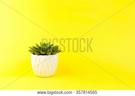 Trendy Succulent Haworthia Cymbiformis In White Flower Pot On Yellow Background, Copy Space. For Soc