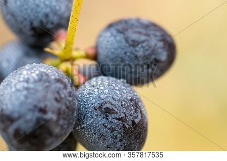 A Bunch Of Grapes In Droplets Of Water. Autumn Harvesting Of Wine.