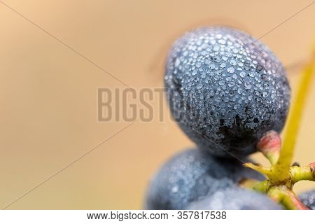 A Bunch Of Grapes In Droplets Of Water. Autumn Harvesting Of Wine.
