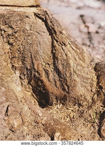 Brown Tree Base, Log House Bottom Bark