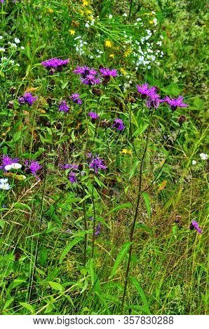 The Beautiful Pink Flower And Buds Of Centaurea Jacea, Also Known As Brown Knapweed. A Native Open W