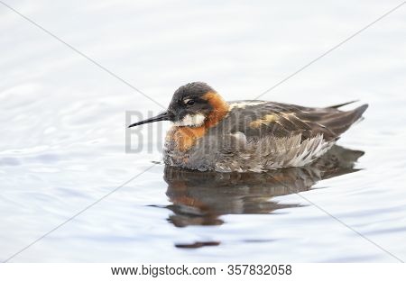 Close Up Of A Red-necked Phalarope (phalaropus Lobatus) In Water, Iceland.