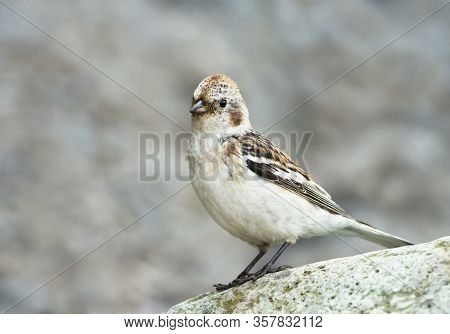 Close Up Of A Snow Bunting (plectrophenax Nivalis) Perched On A Rock, Iceland.