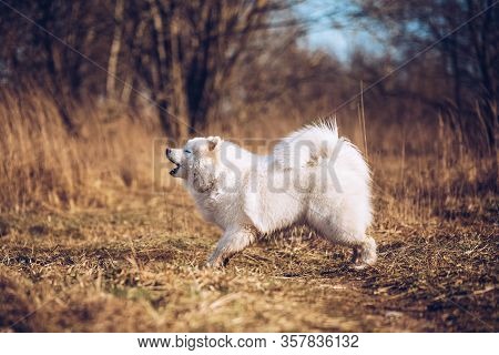 White Fluffy Samoyed Dog Puppy Barks Outside