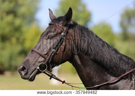 Head Shot Portrait Close Up Of A Young Horse On Show Jumping Event.  Side View Head Shot Of A Beauti