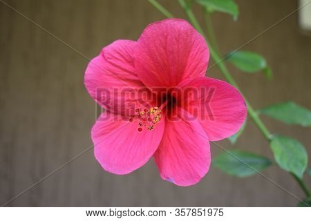 Close Up Of Red Hibiscus Rosa Sinensis, Chinese Hibiscus, Carnation Hibiscus Rosa, Hanging On Plant 