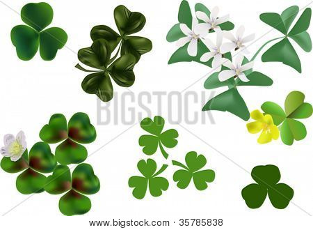 ภาพประกอบกับคอลเลกชันโคลและ stonecrop บนพื้นหลังสีขาว