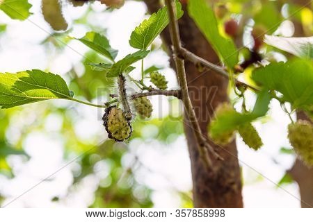 Garden Pest Caterpillar Of An American White Butterfly On Mulberry Tree Branch With Mulberries. Limi