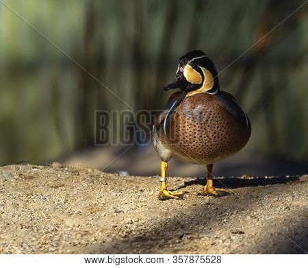 Baikal Teal Duck, Sibirionetta Formosa, Standing On The Ground