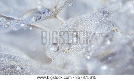 Beautiful Dew Drops On A Dandelion Seed Macro.