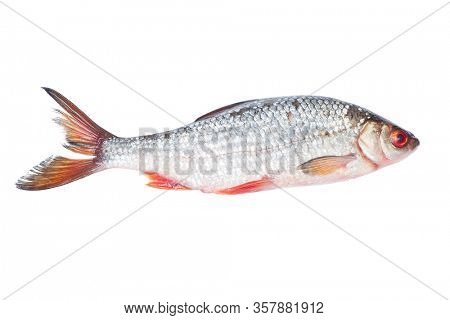Roach river fish isolated on white background