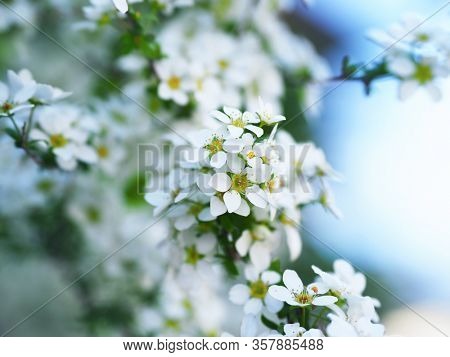 Snow willow also called baby's breath spirea ( Spiraea thunbergii )  , close up. Shallow depth of field.