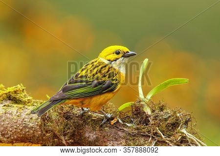 Silver-throated Tanager (tangara Icterocephala) Sitting On A Branch, Costa Rica