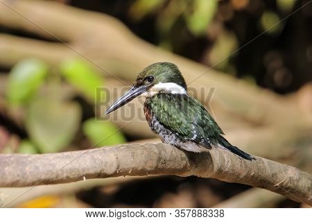 Male Green Kingfisher (chloroceryle Americana) Perched On A Tree, Costa Rica