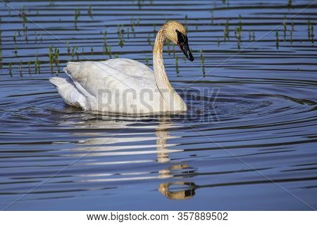 Trumpeter Swan (cygnus Buccinator) In Yellowstone National Park, Wyoming, Usa
