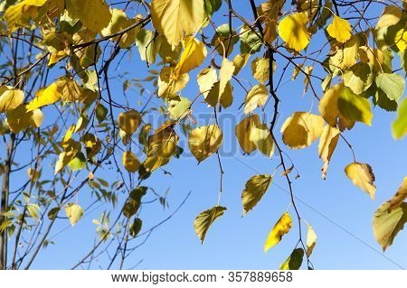 Sunny Or Cloudy Autumn With Trees That Change The Color Of The Foliage, Park