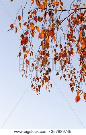 Autumn Sun Shines Through The Leaves During Leaf Fall, Close-up In Nature With Birch Trees