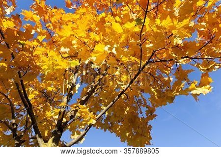 Autumn Yellow Foliage During Leaf Fall, In Nature In The Park And Tree Branches