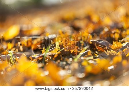 Maple Leaves In The Autumn Season, Seasonal Changes In Nature Are Illuminated By Bright Sunlight