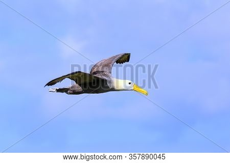 Waved Albatross (phoebastria Irrorata) In Flight On Espanola Island, Galapagos National Park, Ecuado