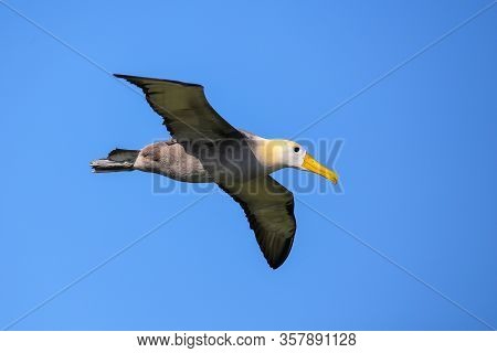 Waved Albatross (phoebastria Irrorata) In Flight On Espanola Island, Galapagos National Park, Ecuado