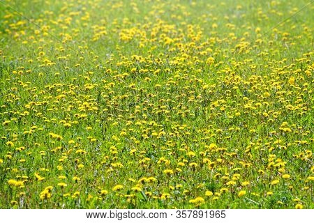 Field Of Yellow Dandelions. Summer Field Of Dandelions. Taraxacum Officinale, The Common Dandelion