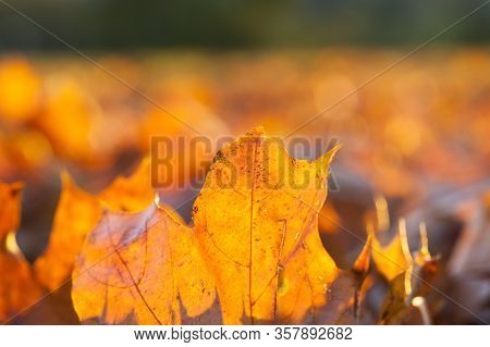 Maple Leaves In The Autumn Season, Seasonal Changes In Nature Are Illuminated By Bright Sunlight