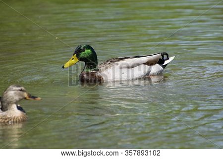 Closeup Male Mallard Duck Swimming Peacefully On A Lake With The Sun Causing Its Iridescent Green He