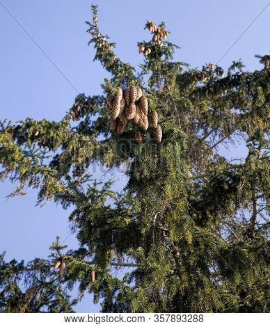Green Needles On The Fir Trees Blooming In The Spring Season, Parts Of Plants In Warm Weather, In Th