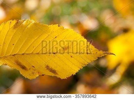Autumn Nature With Colorful Trees That Change The Color Of The Foliage