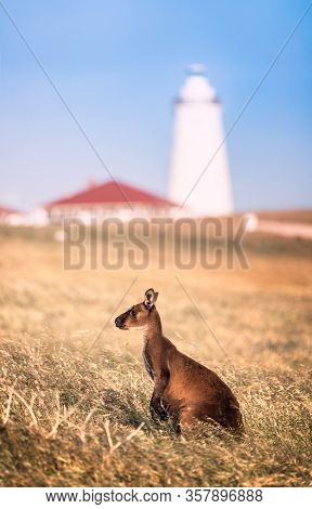 Kangaroo on Kangaroo Island, South Australia