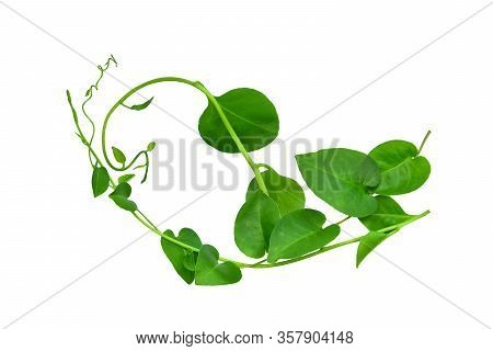 Heart Shaped Green Leaves Twisted Binahong Plant For Herbal Medicine Isolated On White Background Wi