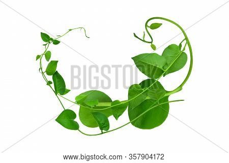 Heart Shaped Green Leaves Twisted Binahong Plant For Herbal Medicine Isolated On White Background Wi