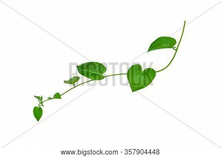 Heart Shaped Green Leaves Twisted Binahong Plant For Herbal Medicine Isolated On White Background Wi
