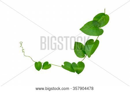 Heart Shaped Green Leaves Twisted Binahong Plant For Herbal Medicine Isolated On White Background Wi