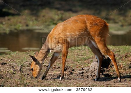 Bushbuck Antelope