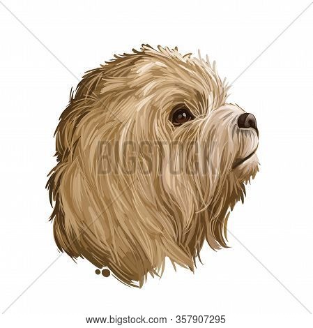 Cavachon Digital Art Illustration Of Cute Canine Animal Of Beige Color. Cavalier King Charles Spanie