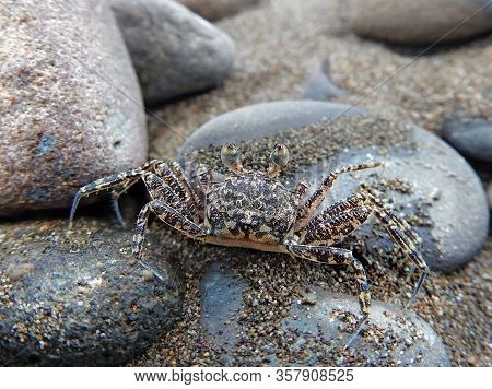 Ghost Crab (ocypode Occidentalis) From Dominical, Costa Rica