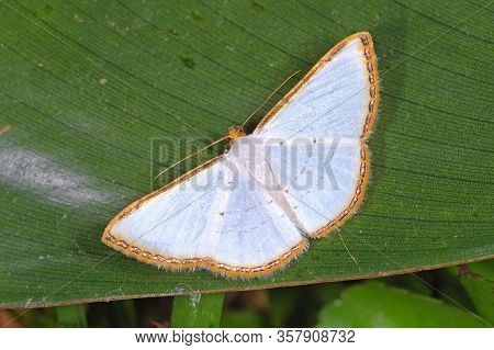 Leuciris Fimbriaria (geometridae) A Small Moth From Costa Rica