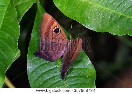 Mesosemia Grandis, Female (riodinidae) From Costa Rica