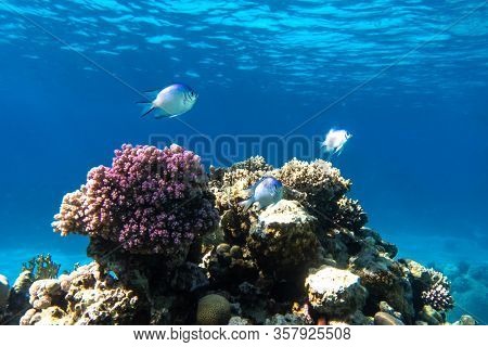 Tropical Fish In The Ocean. Beautiful Silver Moonfish (moony, Monodactylidae) In The Red Sea Near Co