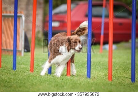 Redmerle Border Collie Is Running On Czech Agility Competition Slalom. Prague Agility Competition In