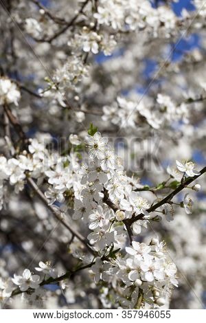 Blooming Beautiful Real Trees Fruit Cherries Or Apple Trees In The Spring Time Of The Year In The Or