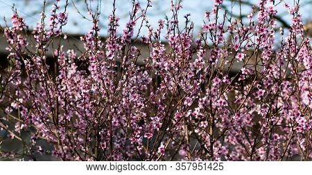 Texture And Background Of Peach Blossoms In An Italian Garden