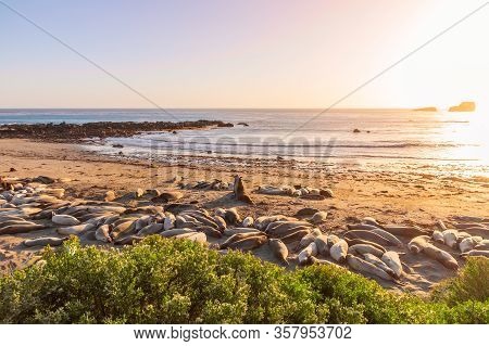 Two Elephant Seals Fighting And Howling At Each Other At Elephant Seal Vista Point, San Simeon, Cali