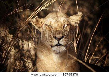 Arslan: luangwa Milli Parkı Zambiya