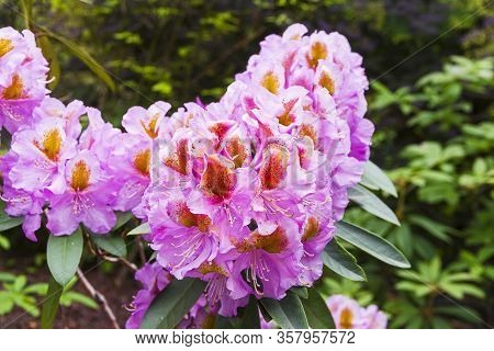 Blooming Rhododendron Of 