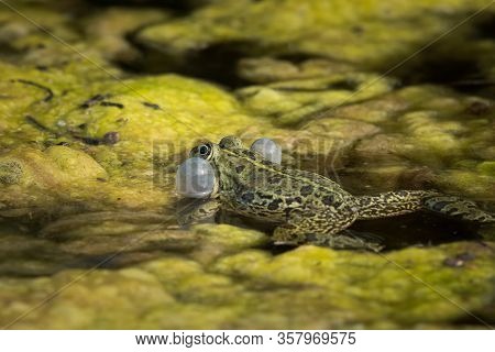 A Water Frog (rana Ridibunda) Calling In A Pond In Croatia