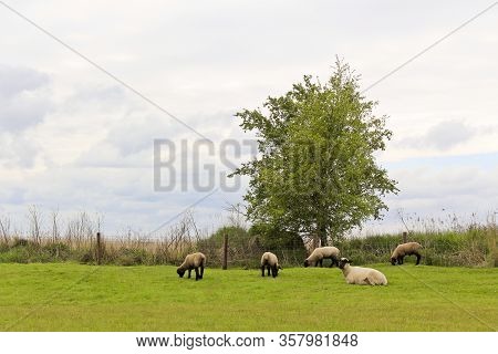 Flock Of Sheep On Lonely Tree In The Countryside In Lower Saxony, Germany.