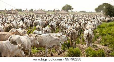 Unità di bestiame enorme nel Sudan del sud